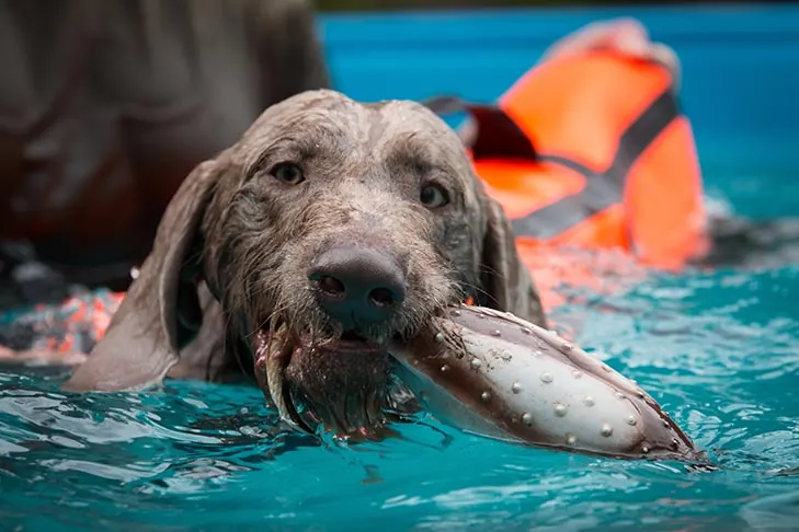 گالری تاریخچه پوینتر مو‌زبر اسلواکی (Slovakian Wirehaired Pointer)