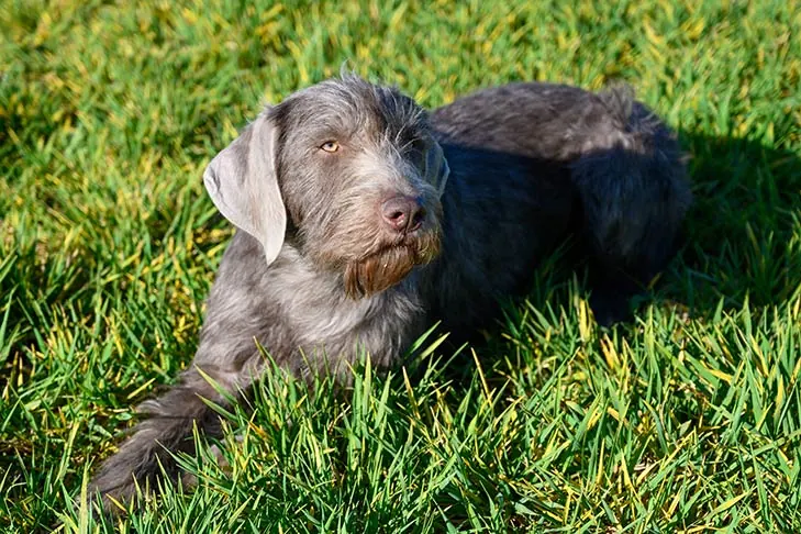 گالری تاریخچه پوینتر مو‌زبر اسلواکی (Slovakian Wirehaired Pointer)