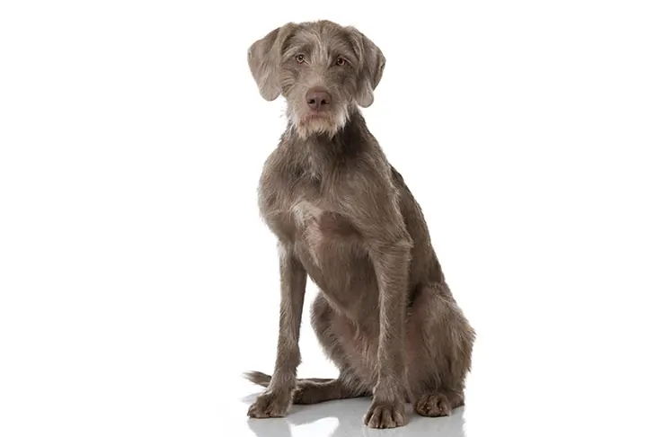 گالری تاریخچه پوینتر مو‌زبر اسلواکی (Slovakian Wirehaired Pointer)