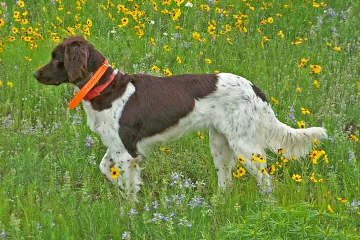 مونسترلندر کوچک (Small Munsterlander)