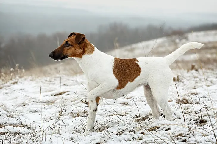 فاکس تریر مو‌صاف (Smooth Fox Terrier)