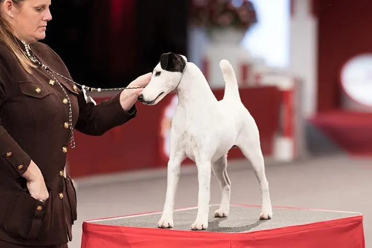 Smooth Fox Terrier