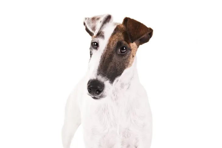 فاکس تریر مو‌صاف (Smooth Fox Terrier)