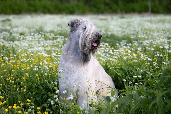 ویتن تریر موی‌نرم (Soft Coated Wheaten Terrier)