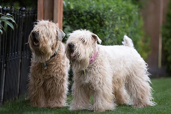 Soft Coated Wheaten Terrier