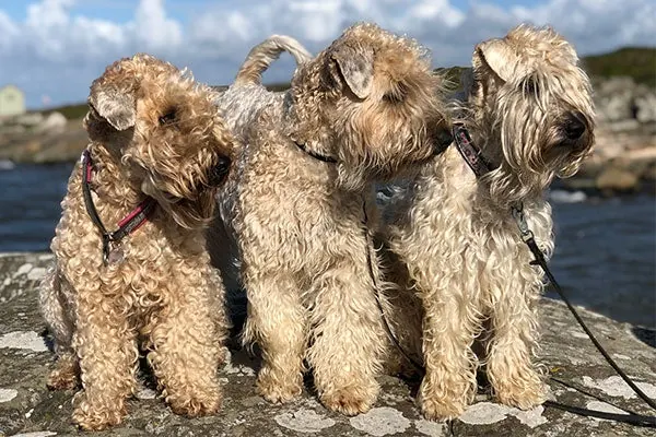 ویتن تریر موی‌نرم (Soft Coated Wheaten Terrier)