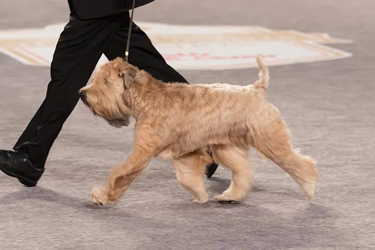 گالری تاریخچه ویتن تریر موی‌نرم (Soft Coated Wheaten Terrier)