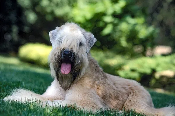 گالری تاریخچه ویتن تریر موی‌نرم (Soft Coated Wheaten Terrier)