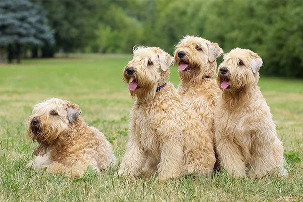 گالری تاریخچه ویتن تریر موی‌نرم (Soft Coated Wheaten Terrier)