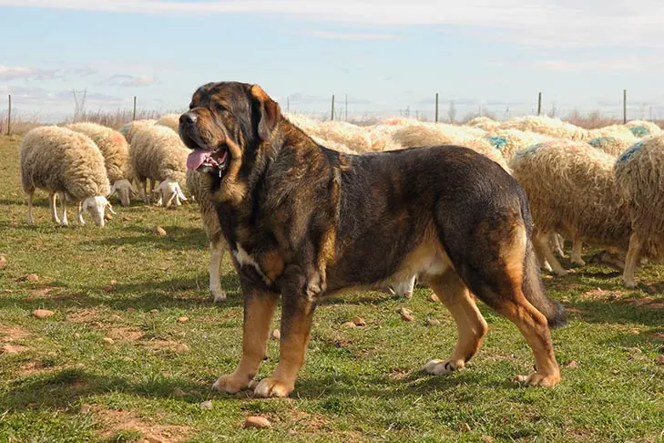 ماستیف اسپانیایی (Spanish Mastiff)