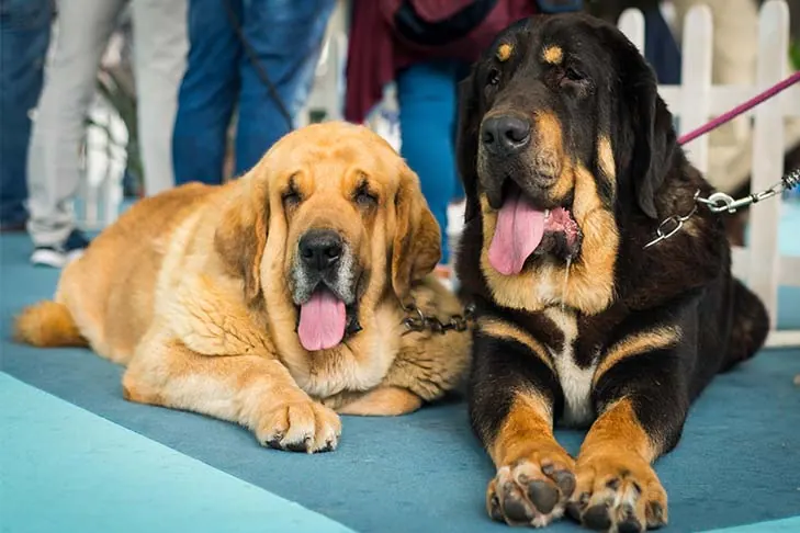 Spanish Mastiff