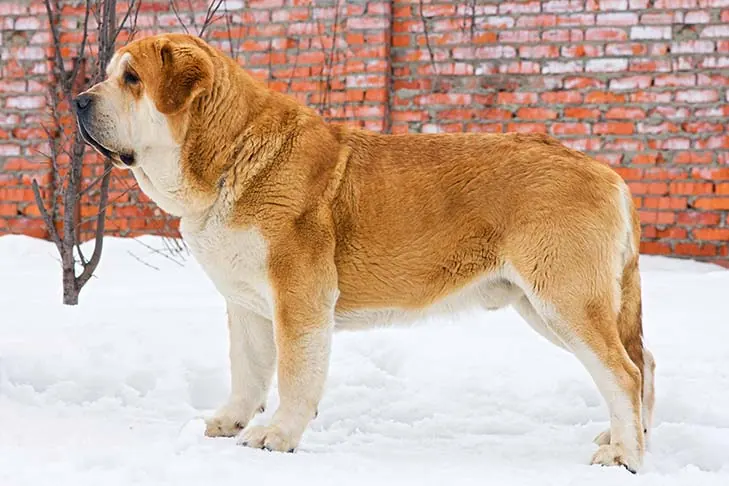 ماستیف اسپانیایی (Spanish Mastiff)