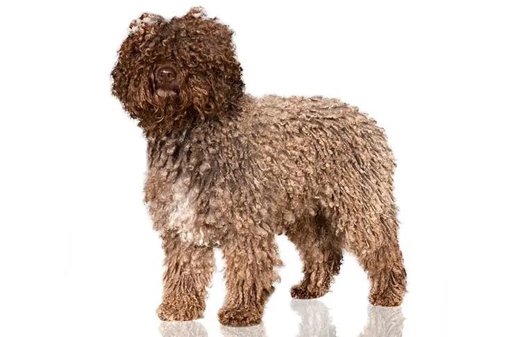 اسپانیش واتر داگ (Spanish Water Dog)