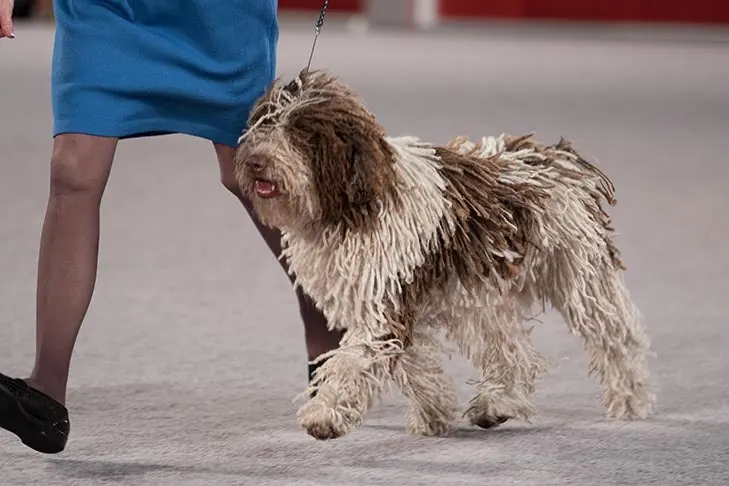 Spanish Water Dog