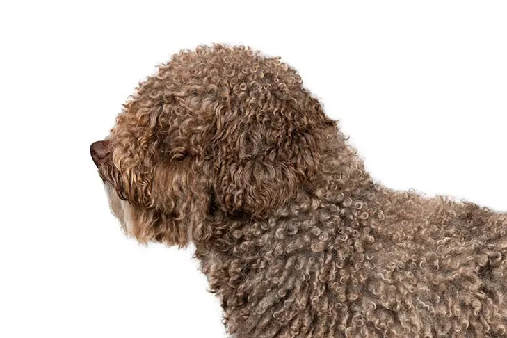 اسپانیش واتر داگ (Spanish Water Dog)