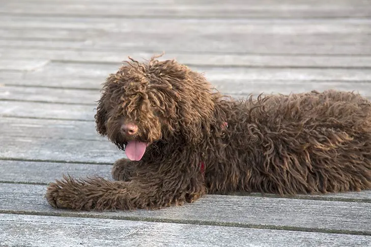 گالری تاریخچه اسپانیش واتر داگ (Spanish Water Dog)