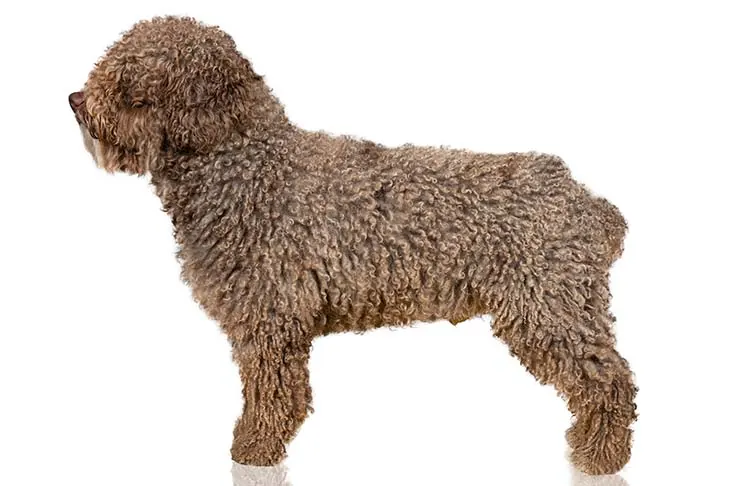 گالری تاریخچه اسپانیش واتر داگ (Spanish Water Dog)