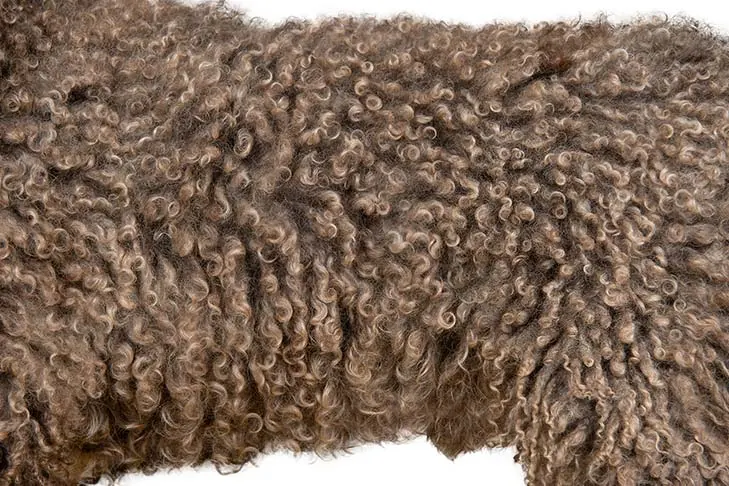 گالری تاریخچه اسپانیش واتر داگ (Spanish Water Dog)