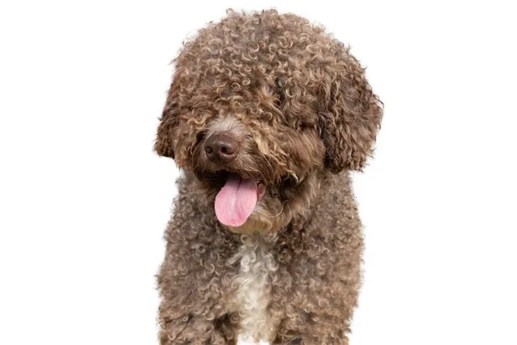 گالری تاریخچه اسپانیش واتر داگ (Spanish Water Dog)