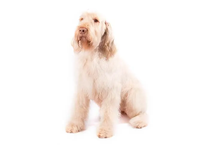 اسپینونه ایتالیانو (Spinone Italiano)