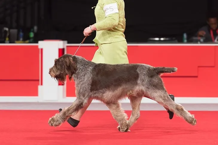 Spinone Italiano