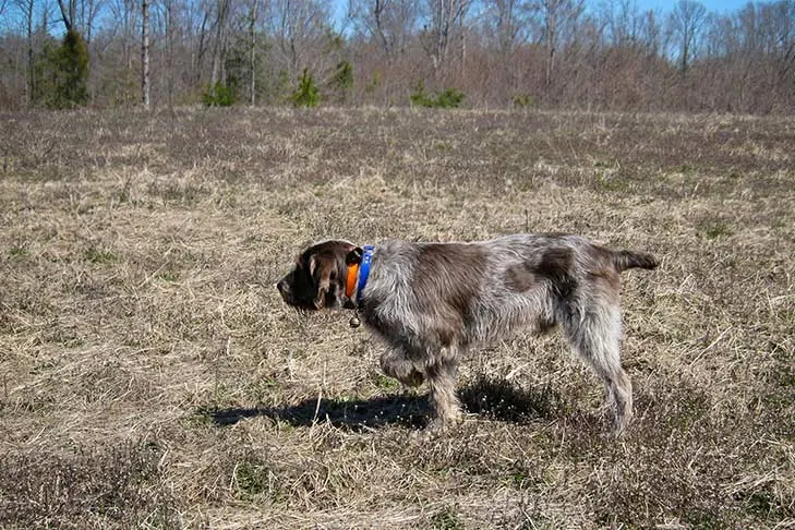 اسپینونه ایتالیانو (Spinone Italiano)