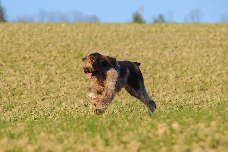 گالری تاریخچه اسپینونه ایتالیانو (Spinone Italiano)