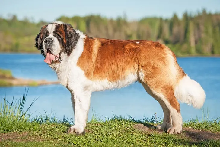 سنت برنارد (Saint Bernard)