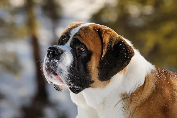 Saint Bernard