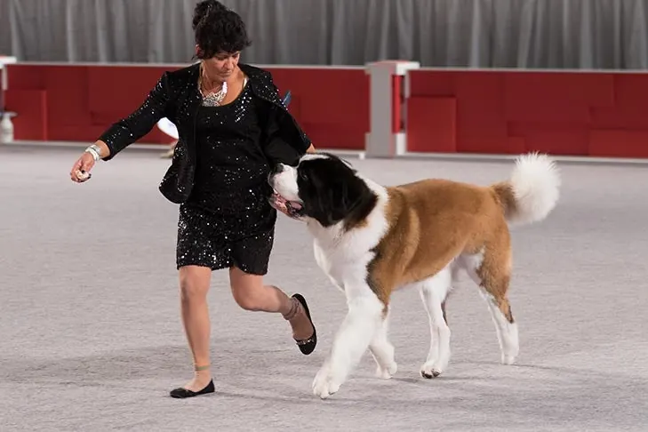 سنت برنارد (Saint Bernard)