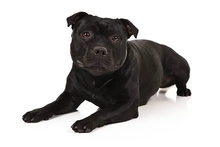 استافوردشایر بول تریر (Staffordshire Bull Terrier)