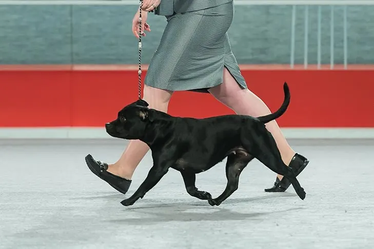 Staffordshire Bull Terrier
