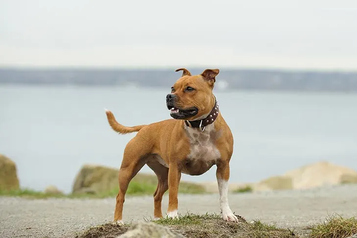 استافوردشایر بول تریر (Staffordshire Bull Terrier)
