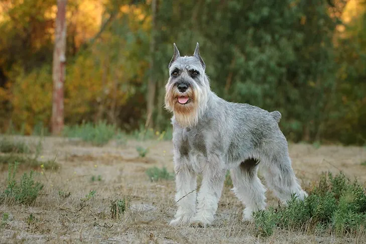 اشنوزر استاندارد (Standard Schnauzer)