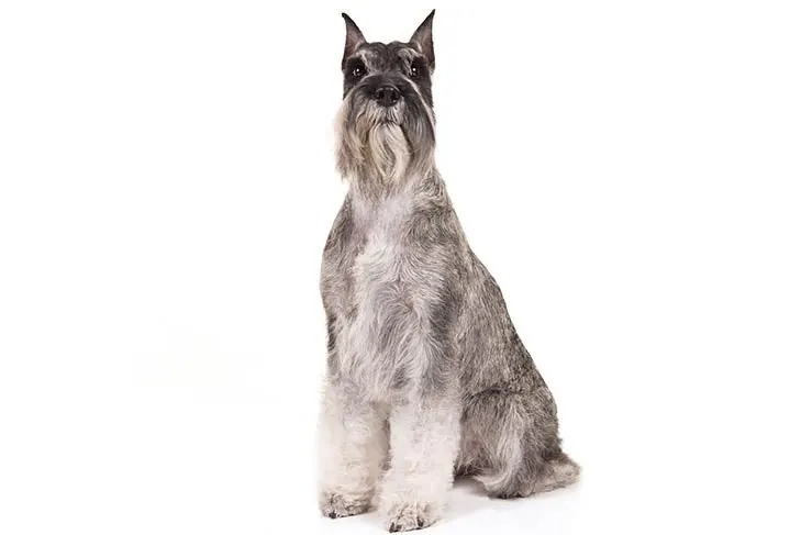 Standard Schnauzer
