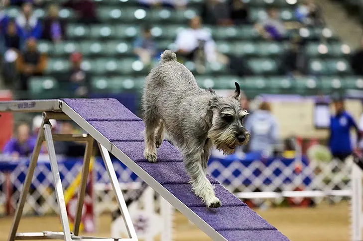 اشنوزر استاندارد (Standard Schnauzer)