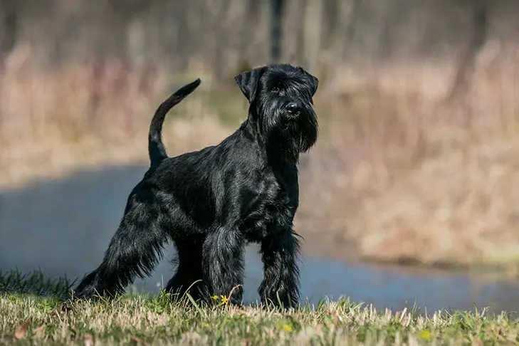گالری تاریخچه اشنوزر استاندارد (Standard Schnauzer)