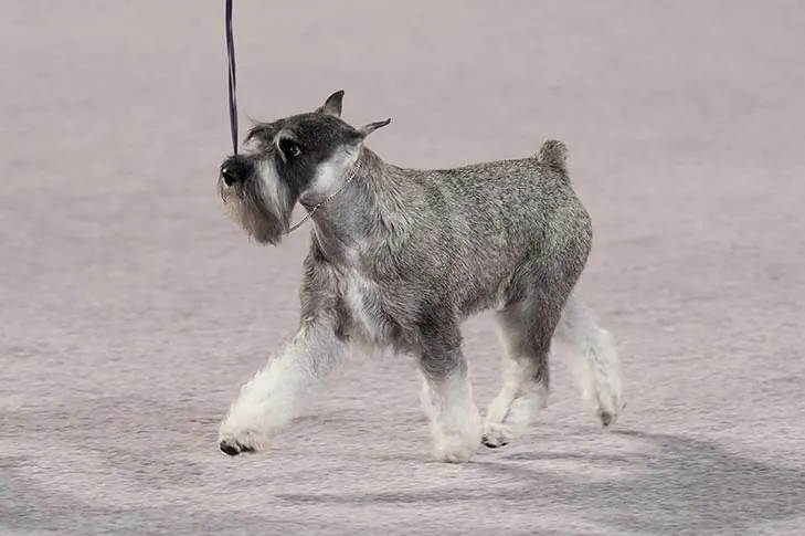 گالری تاریخچه اشنوزر استاندارد (Standard Schnauzer)