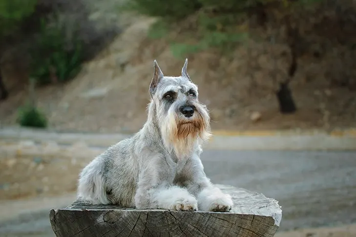 گالری تاریخچه اشنوزر استاندارد (Standard Schnauzer)