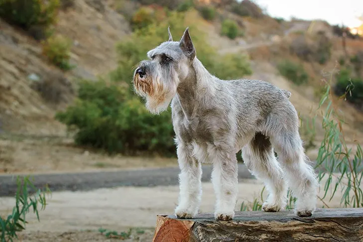 گالری تاریخچه اشنوزر استاندارد (Standard Schnauzer)
