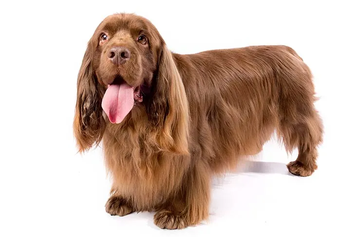 ساسکس اسپانیل (Sussex Spaniel)