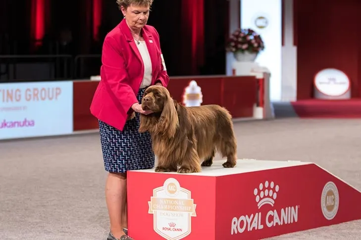 Sussex Spaniel