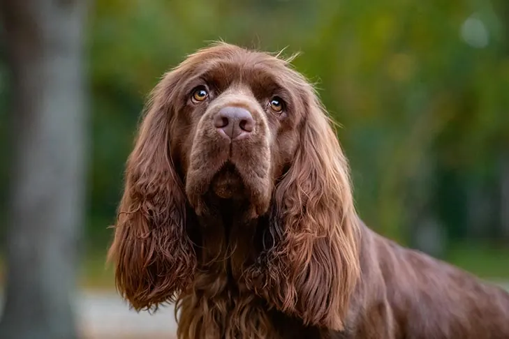 ساسکس اسپانیل (Sussex Spaniel)
