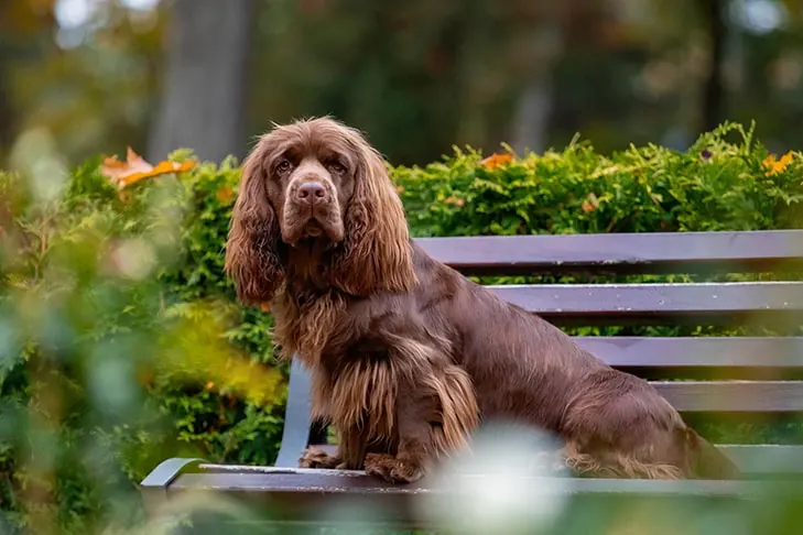 گالری تاریخچه ساسکس اسپانیل (Sussex Spaniel)