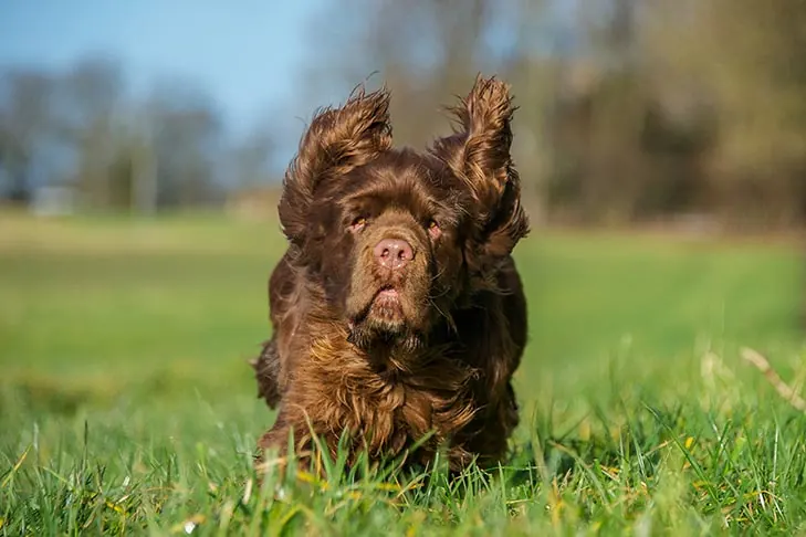 گالری تاریخچه ساسکس اسپانیل (Sussex Spaniel)