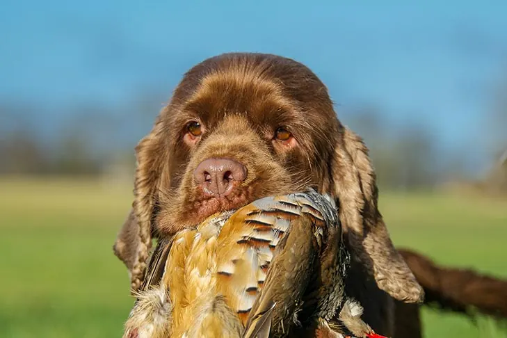 گالری تاریخچه ساسکس اسپانیل (Sussex Spaniel)