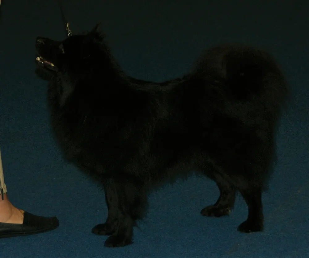 Swedish Lapphund
