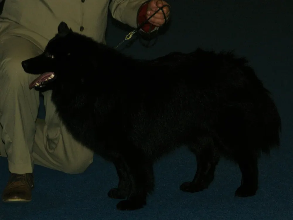 لاپ‌هوند سوئدی (Swedish Lapphund)