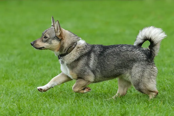 والهوند سوئدی (Swedish Vallhund)