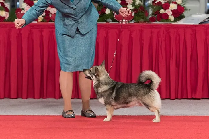 Swedish Vallhund